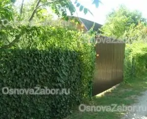 Живая изгородь зелёных насаждений фото 2025 OsnovaZaborru Живая изгородь зелёных насаждений